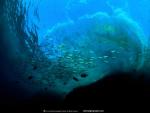 Imagine atasata: National-Geographic-Wallpapers-003.jpg
