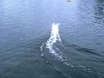 Imagine atasata: 270520121558.jpg