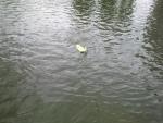 Imagine atasata: 26052012726 A.JPG
