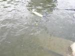 Imagine atasata: 26052012727 A.JPG