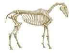 Imagine atasata: horse.jpg